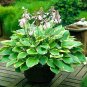 100 PCS Seeds Colorful hosta Flores Indoor Bonsai Flower plantas Coleus Genus Planting Potted