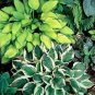 100 PCS Seeds Colorful hosta Flores Indoor Bonsai Flower plantas Coleus Genus Planting Potted