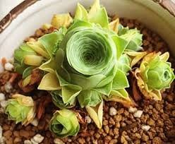 200 PCS Seeds Mountain Rose Succulents Bonsai Plants