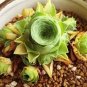 200 PCS Seeds Mountain Rose Succulents Bonsai Plants