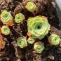 200 PCS Seeds Mountain Rose Succulents Bonsai Plants