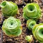 200 PCS Seeds Mountain Rose Succulents Bonsai Plants