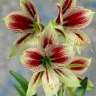 100 PCS Seeds Bonsai Amaryllis Barbados Lily