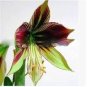 100 PCS Seeds Bonsai Amaryllis Barbados Lily