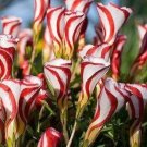 200 PCS Seeds Oxalis Versicolor Flowers Bonsais So Beautiful World's Rarest Flowers