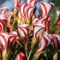 200 PCS Seeds Oxalis Versicolor Flowers Bonsais So Beautiful World's Rarest Flowers