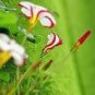200 PCS Seeds Oxalis Versicolor Flowers Bonsais So Beautiful World's Rarest Flowers