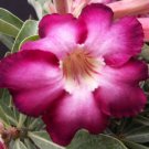 5 PCS Seeds Multicolor Desert Rose Bonsai Garden 5 PCS Seeds Multicolor Desert Rose Bonsai Garden