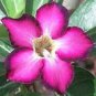 5 PCS Seeds Multicolor Desert Rose Bonsai Garden