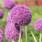 200 PCS Seeds Giant Allium Giganteum Seed Flower Plant Purple