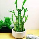 100 PCS Seeds Lucky Bamboo Choose Potted Bonsai Variety Complete