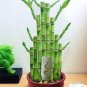 100 PCS Seeds Lucky Bamboo Choose Potted Bonsai Variety Complete