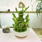 100 PCS Seeds Lucky Bamboo Choose Potted Bonsai Variety Complete