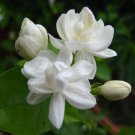 50 PCS Seeds Bonsai White Jasmine Flower 50 PCS Seeds Bonsai White Jasmine Flower