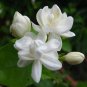50 PCS Seeds Bonsai White Jasmine Flower