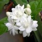 50 PCS Seeds Bonsai White Jasmine Flower