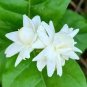 50 PCS Seeds Bonsai White Jasmine Flower