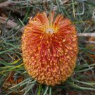 100 PCS Seeds Banksia coccinea Bonsai, Rare Flower Plants