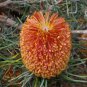 100 PCS Seeds Banksia coccinea Bonsai, Rare Flower Plants