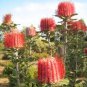 100 PCS Seeds Banksia coccinea Bonsai, Rare Flower Plants