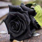 210 PCS Seeds Flower Bonsai Holland Rose Plant Lover 210 PCS Seeds Flower Bonsai Holland Rose Plant Lover