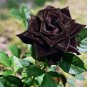 210 PCS Seeds Flower Bonsai Holland Rose Plant Lover