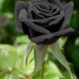 210 PCS Seeds Flower Bonsai Holland Rose Plant Lover