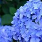 50 PCS Seeds Red Hydrangea Mixed Hydrangea Flower