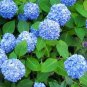 50 PCS Seeds Red Hydrangea Mixed Hydrangea Flower