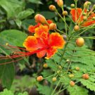 100 PCS Caesalpinia pulcherrima Poinciana Peacock Flower Seeds