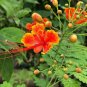 100 PCS Caesalpinia pulcherrima Poinciana Peacock Flower Seeds
