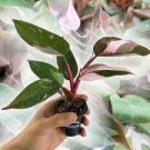20 PCS Philodendron Erubescens Seeds