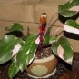 20 PCS Philodendron Erubescens Seeds
