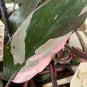 20 PCS Philodendron Erubescens Seeds