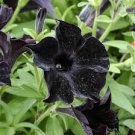 200 PCS Seeds Petunia Black 'Velvet' Bonsai Annnual Flowers