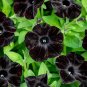 200 PCS Seeds Petunia Black 'Velvet' Bonsai Annnual Flowers