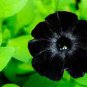 200 PCS Seeds Petunia Black 'Velvet' Bonsai Annnual Flowers