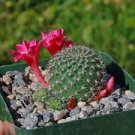 10 PCS Seeds cactus Rebutia variety flowering color mini plant succulent