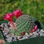 10 PCS Seeds cactus Rebutia variety flowering color mini plant succulent