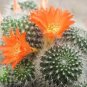 10 PCS Seeds cactus Rebutia variety flowering color mini plant succulent