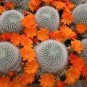 10 PCS Seeds cactus Rebutia variety flowering color mini plant succulent