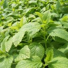 400 PCS Stevia Herbs Seeds Green Herb