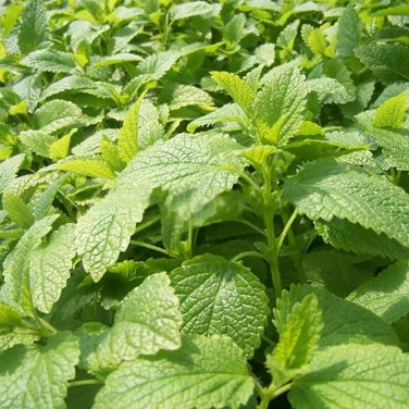 400 PCS Stevia Herbs Seeds Green Herb