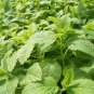 400 PCS Stevia Herbs Seeds Green Herb