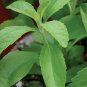 400 PCS Stevia Herbs Seeds Green Herb