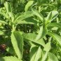 400 PCS Stevia Herbs Seeds Green Herb