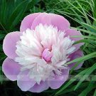 5 PCS Pink and White Japanese Peony Flower Seeds