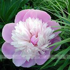 5 PCS Pink and White Japanese Peony Flower Seeds
