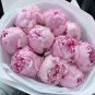 5 PCS Pink and White Japanese Peony Flower Seeds