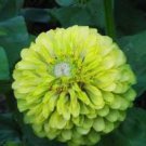 50 PCS Seeds Zinnia Dahlia Giant Lime Queen Zinnia Elegans